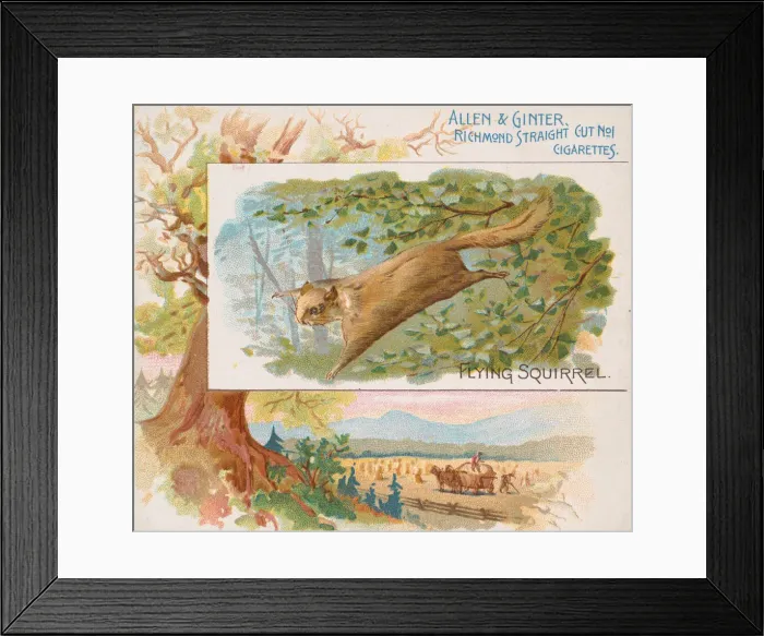 Framed Print : Flying Squirrel, from Quadrupeds series (N41) for Allen & Ginter Cigarettes, 1890 Framed Print : Flying Squirrel, from Quadrupeds series (N41) for Allen & Ginter Cigarettes, 1890