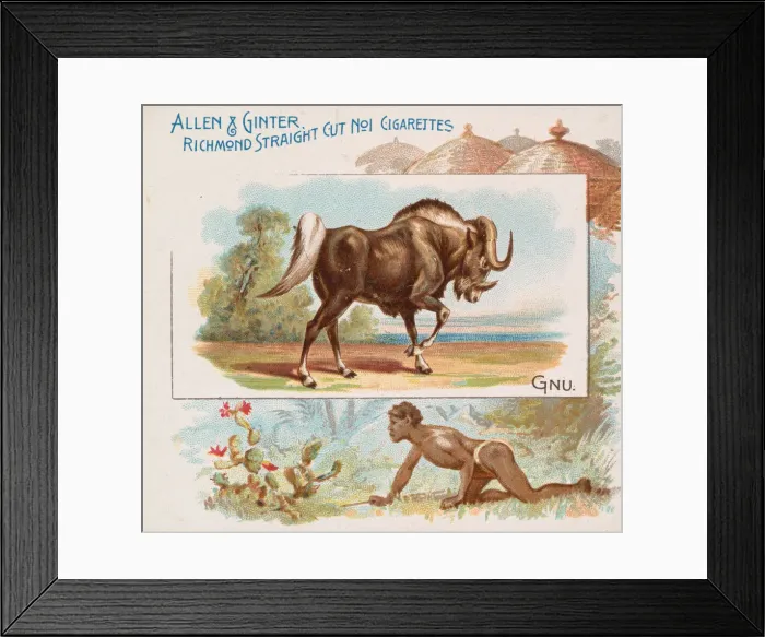 Framed Print : Gnu, from Quadrupeds series (N41) for Allen & Ginter Cigarettes, 1890 Framed Print : Gnu, from Quadrupeds series (N41) for Allen & Ginter Cigarettes, 1890