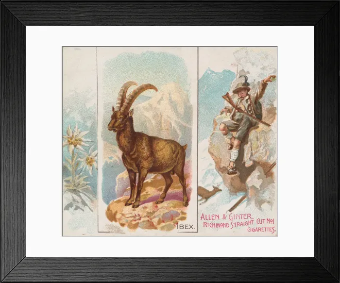 Framed Print : Ibex, from Quadrupeds series (N41) for Allen & Ginter Cigarettes, 1890 Framed Print : Ibex, from Quadrupeds series (N41) for Allen & Ginter Cigarettes, 1890
