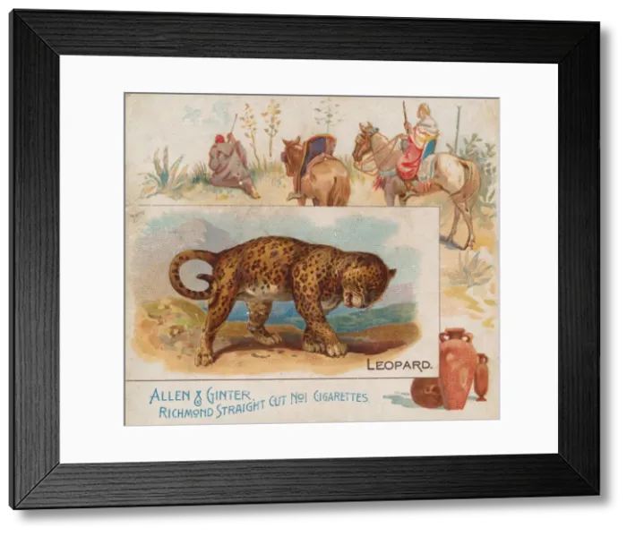 Framed Print : Leopard, from Quadrupeds series (N41) for Allen & Ginter Cigarettes, 1890 Framed Print : Leopard, from Quadrupeds series (N41) for Allen & Ginter Cigarettes, 1890
