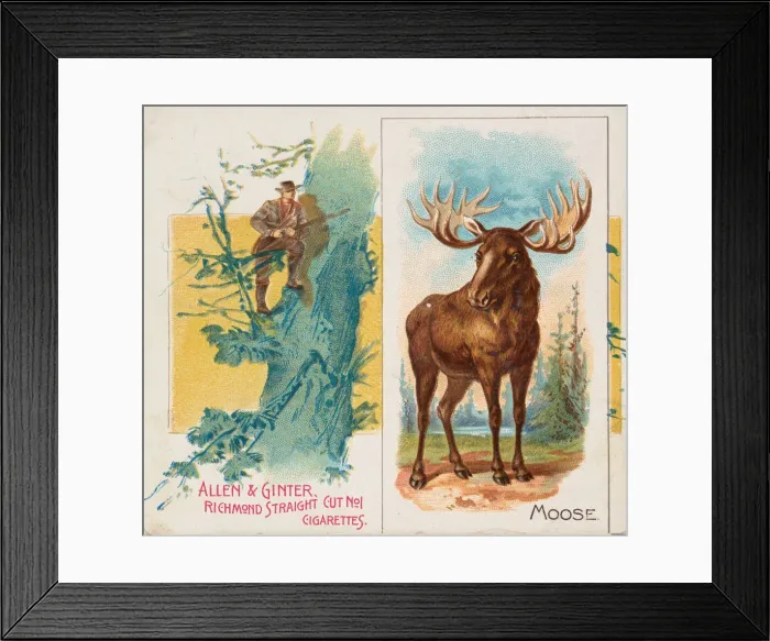 Framed Print : Moose, from Quadrupeds series (N41) for Allen & Ginter Cigarettes, 1890 Framed Print : Moose, from Quadrupeds series (N41) for Allen & Ginter Cigarettes, 1890