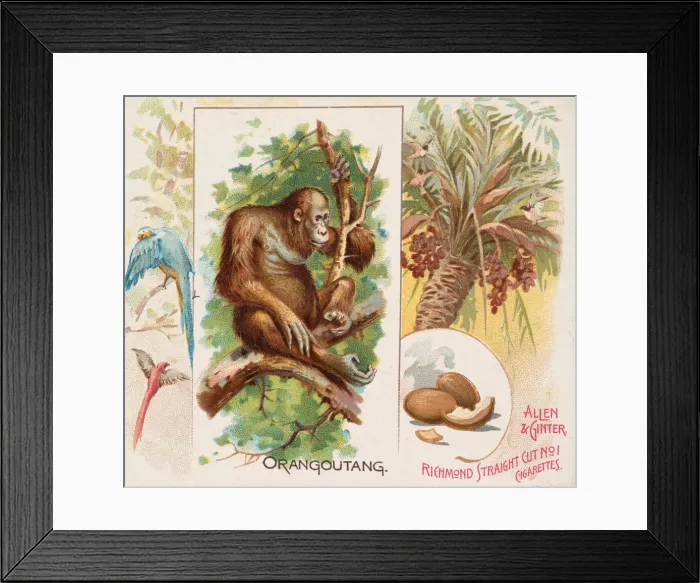 Framed Print : Orangoutang, from Quadrupeds series (N41) for Allen & Ginter Cigarettes, 1890 Framed Print : Orangoutang, from Quadrupeds series (N41) for Allen & Ginter Cigarettes, 1890