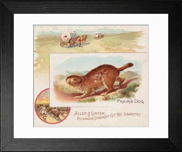 Framed Print : Prairie Dog, from Quadrupeds series (N41) for Allen & Ginter Cigarettes, 1890 Framed Print : Prairie Dog, from Quadrupeds series (N41) for Allen & Ginter Cigarettes, 1890