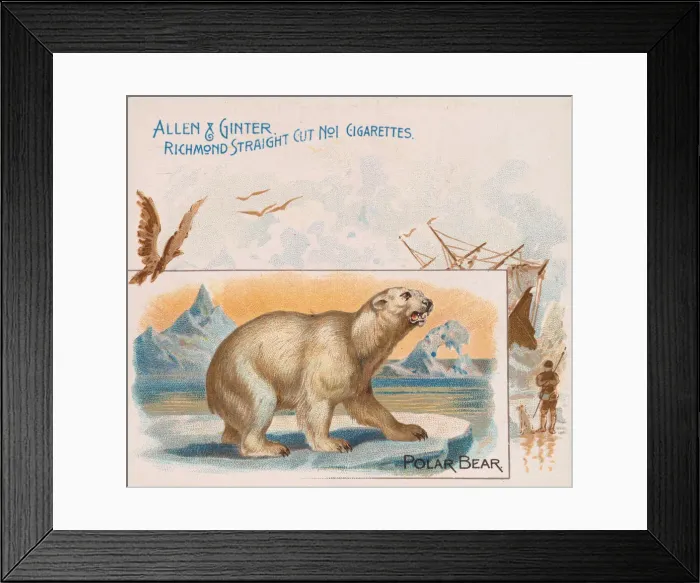Framed Print : Polar Bear, from Quadrupeds series (N41) for Allen & Ginter Cigarettes, 1890 Framed Print : Polar Bear, from Quadrupeds series (N41) for Allen & Ginter Cigarettes, 1890