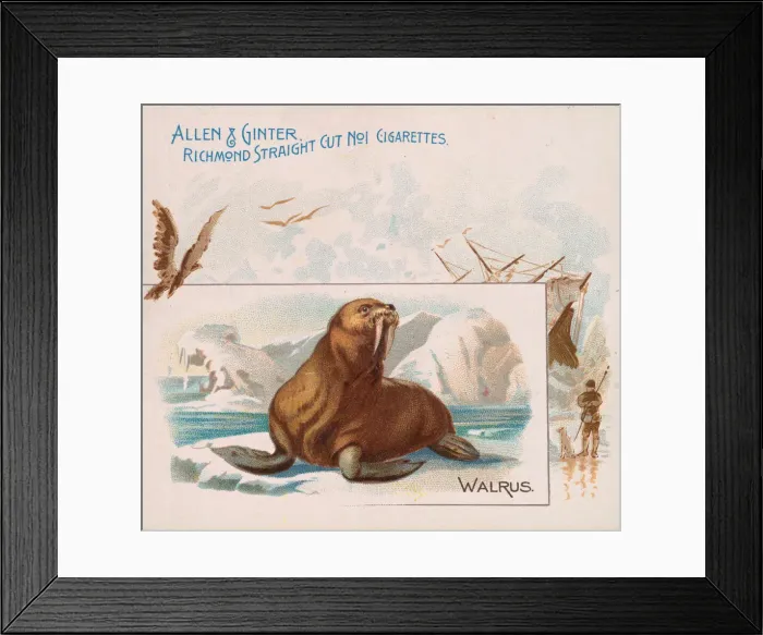 Framed Print : Walrus, from Quadrupeds series (N41) for Allen & Ginter Cigarettes, 1890 Framed Print : Walrus, from Quadrupeds series (N41) for Allen & Ginter Cigarettes, 1890