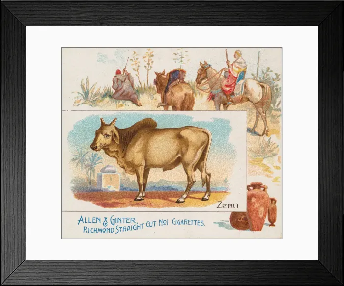 Framed Print : Zebu, from Quadrupeds series (N41) for Allen & Ginter Cigarettes, 1890 Framed Print : Zebu, from Quadrupeds series (N41) for Allen & Ginter Cigarettes, 1890