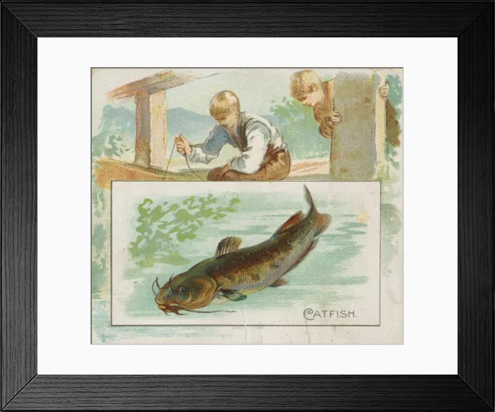 Framed Print : Catfish, from Fish from American Waters series (N39) for Allen & Ginter Cigarettes Framed Print : Catfish, from Fish from American Waters series (N39) for Allen & Ginter Cigarettes