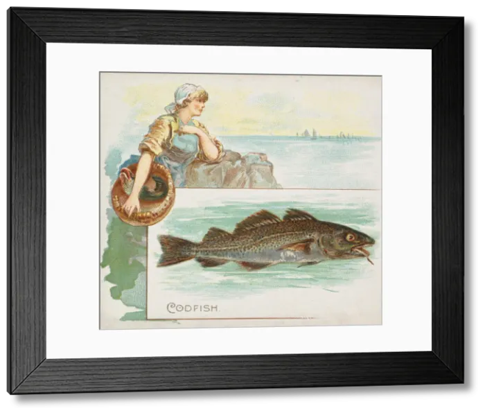 Framed Print : Codfish, from Fish from American Waters series (N39) for Allen & Ginter Cigarettes
