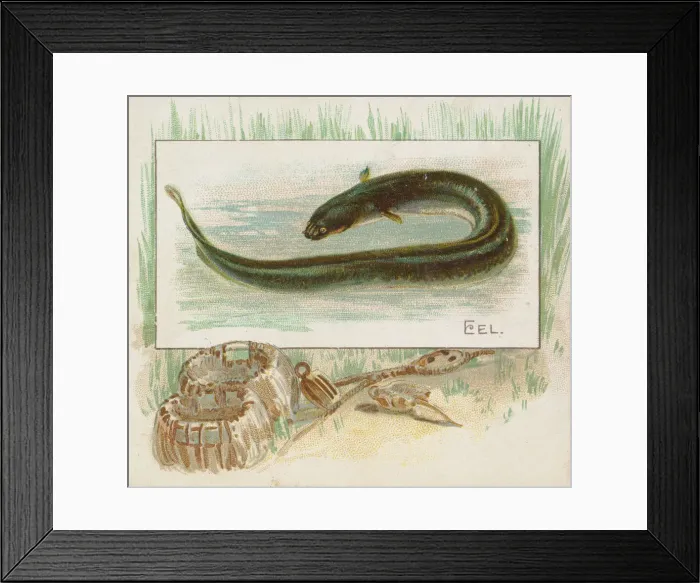 Framed Print : Eel, from Fish from American Waters series (N39) for Allen & Ginter Cigarettes, 1889 Framed Print : Eel, from Fish from American Waters series (N39) for Allen & Ginter Cigarettes, 1889