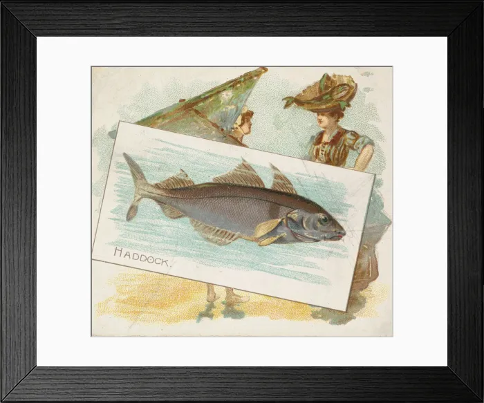 Framed Print : Haddock, from Fish from American Waters series (N39) for Allen & Ginter Cigarettes Framed Print : Haddock, from Fish from American Waters series (N39) for Allen & Ginter Cigarettes
