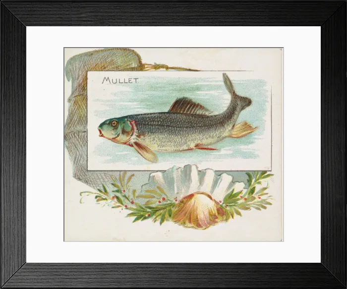 Framed Print : Mullet, from Fish from American Waters series (N39) for Allen & Ginter Cigarettes