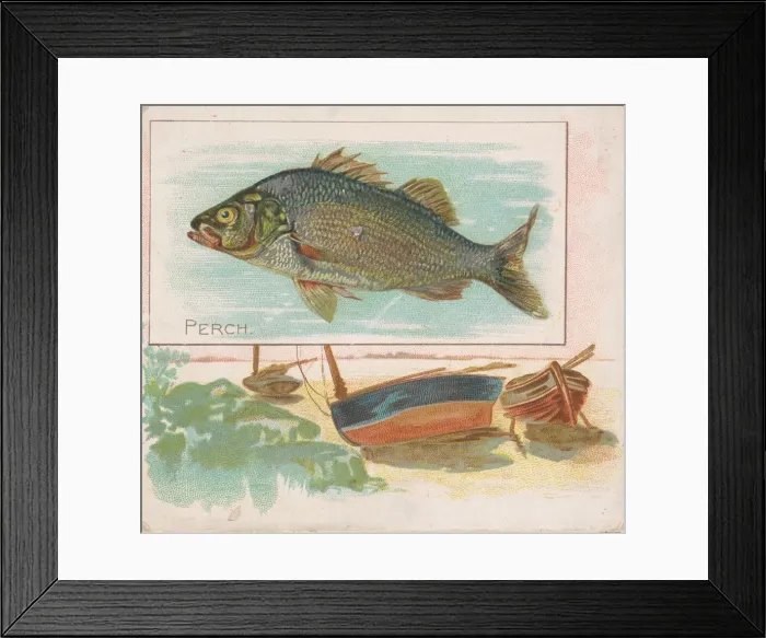 Framed Print : Perch, from Fish from American Waters series (N39) for Allen & Ginter Cigarettes Framed Print : Perch, from Fish from American Waters series (N39) for Allen & Ginter Cigarettes