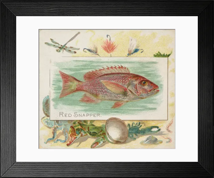 Framed Print : Red Snapper, from Fish from American Waters series (N39) for Allen & Framed Print : Red Snapper, from Fish from American Waters series (N39) for Allen &