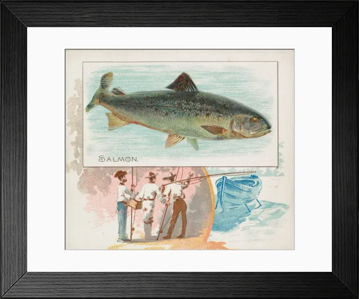 Framed Print : Salmon, from Fish from American Waters series (N39) for Allen & Ginter Cigarettes Framed Print : Salmon, from Fish from American Waters series (N39) for Allen & Ginter Cigarettes