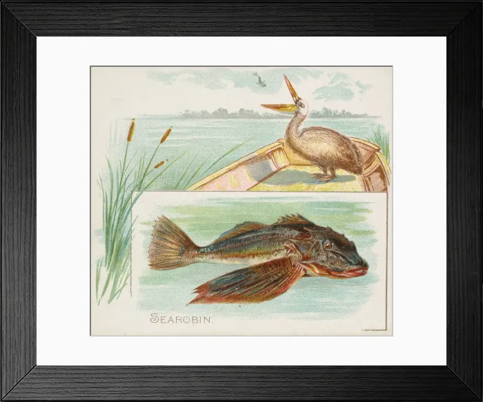 Framed Print : Searobin, from Fish from American Waters series (N39) for Allen & Ginter Cigarettes Framed Print : Searobin, from Fish from American Waters series (N39) for Allen & Ginter Cigarettes