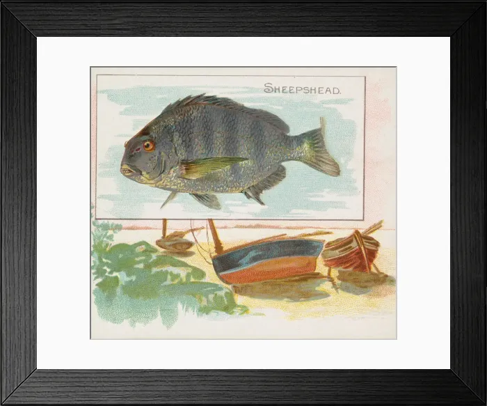 Framed Print : Sheepshead, from Fish from American Waters series (N39) for Allen & Ginter Cigarettes Framed Print : Sheepshead, from Fish from American Waters series (N39) for Allen & Ginter Cigarettes