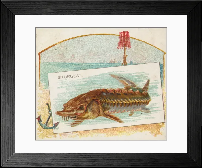 Framed Print : Sturgeon, from Fish from American Waters series (N39) for Allen & Ginter Cigarettes Framed Print : Sturgeon, from Fish from American Waters series (N39) for Allen & Ginter Cigarettes