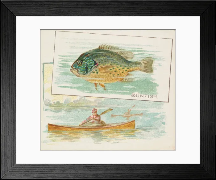 Framed Print : Sunfish, from Fish from American Waters series (N39) for Allen & Ginter Cigarettes Framed Print : Sunfish, from Fish from American Waters series (N39) for Allen & Ginter Cigarettes