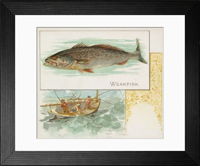 Framed Print : Weakfish, from Fish from American Waters series (N39) for Allen & Ginter Cigarettes Framed Print : Weakfish, from Fish from American Waters series (N39) for Allen & Ginter Cigarettes