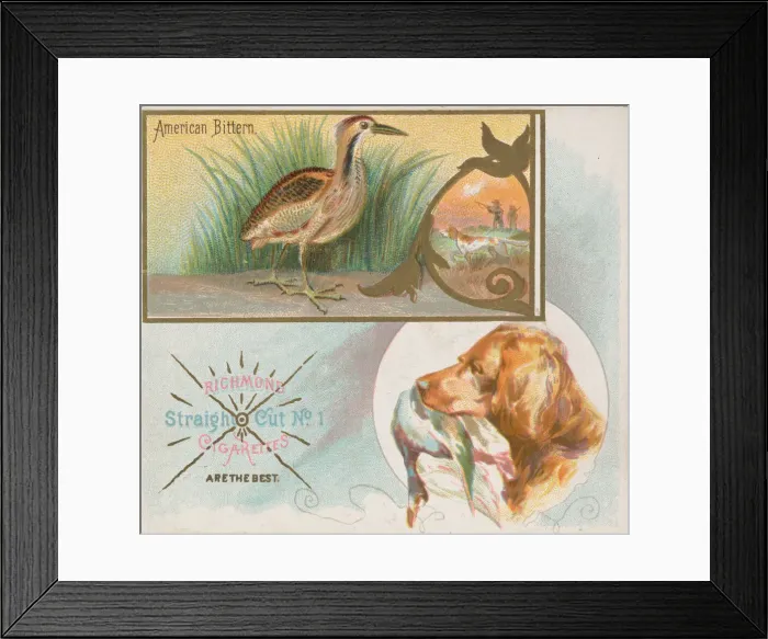 Framed Print : American Bittern, from the Game Birds series (N40) for Allen & Ginter Cigarettes Framed Print : American Bittern, from the Game Birds series (N40) for Allen & Ginter Cigarettes