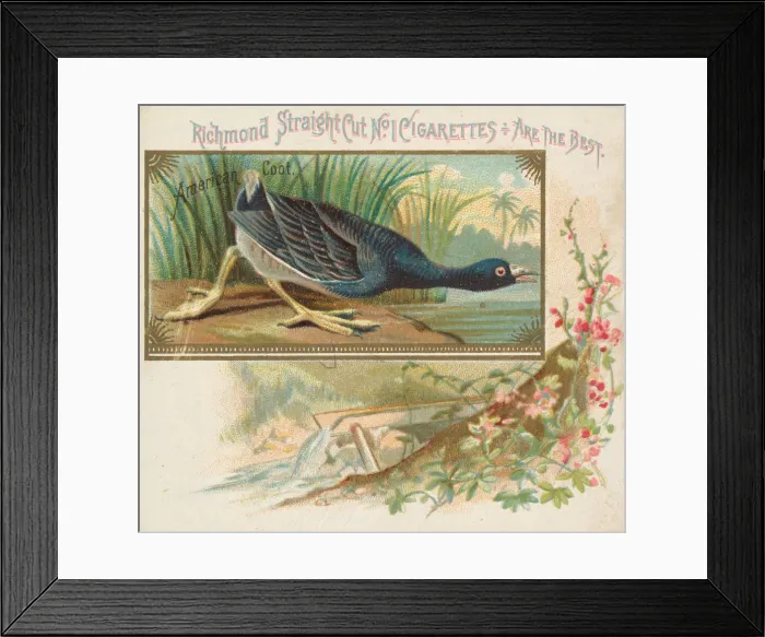 Framed Print : American Coot, from the Game Birds series (N40) for Allen & Ginter Cigarettes Framed Print : American Coot, from the Game Birds series (N40) for Allen & Ginter Cigarettes
