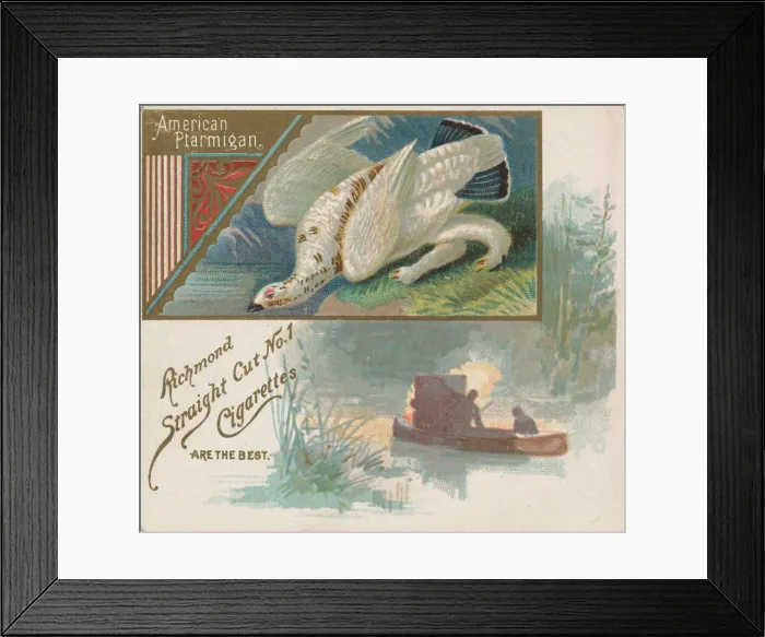 Framed Print : American Ptarmigan, from the Game Birds series (N40) for Allen & Ginter Cigarettes Framed Print : American Ptarmigan, from the Game Birds series (N40) for Allen & Ginter Cigarettes