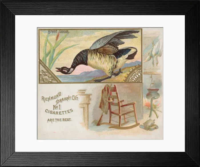 Framed Print : Brent Goose, from the Game Birds series (N40) for Allen & Ginter Cigarettes, 1888-90 Framed Print : Brent Goose, from the Game Birds series (N40) for Allen & Ginter Cigarettes, 1888-90