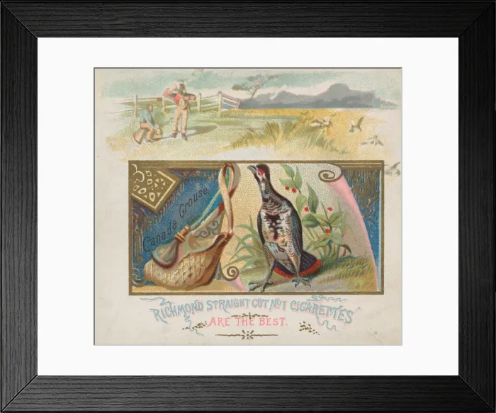 Framed Print : Canada Grouse, from the Game Birds series (N40) for Allen & Ginter Cigarettes Framed Print : Canada Grouse, from the Game Birds series (N40) for Allen & Ginter Cigarettes