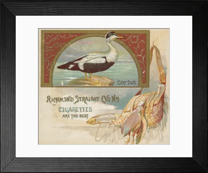 Framed Print : Eider Duck, from the Game Birds series (N40) for Allen & Ginter Cigarettes, 1888-90 Framed Print : Eider Duck, from the Game Birds series (N40) for Allen & Ginter Cigarettes, 1888-90