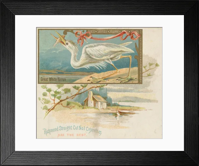 Framed Print : Great White Heron, from the Game Birds series (N40) for Allen & Ginter Cigarettes Framed Print : Great White Heron, from the Game Birds series (N40) for Allen & Ginter Cigarettes