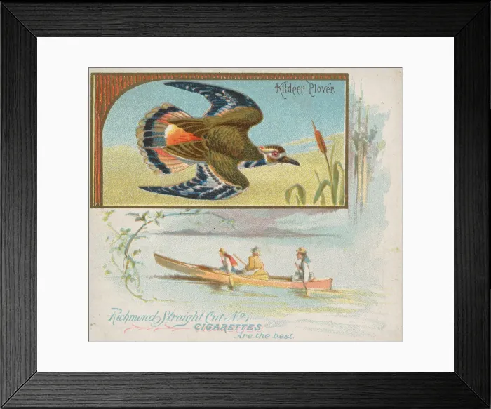 Framed Print : Kildeer Plover, from the Game Birds series (N40) for Allen & Ginter Cigarettes Framed Print : Kildeer Plover, from the Game Birds series (N40) for Allen & Ginter Cigarettes