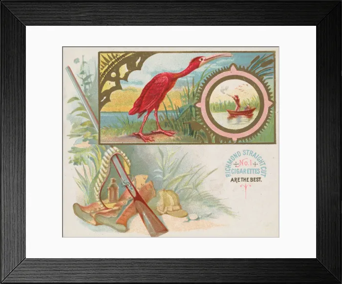 Framed Print : Scarlet Ibis, from the Game Birds series (N40) for Allen & Ginter Cigarettes, 1888-90 Framed Print : Scarlet Ibis, from the Game Birds series (N40) for Allen & Ginter Cigarettes, 1888-90