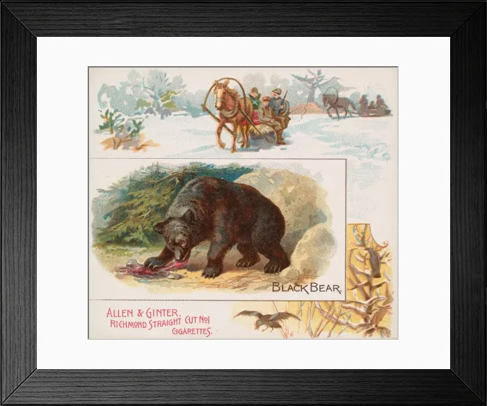 Framed Print : Black Bear, from Quadrupeds series (N41) for Allen & Ginter Cigarettes, 1890 Framed Print : Black Bear, from Quadrupeds series (N41) for Allen & Ginter Cigarettes, 1890