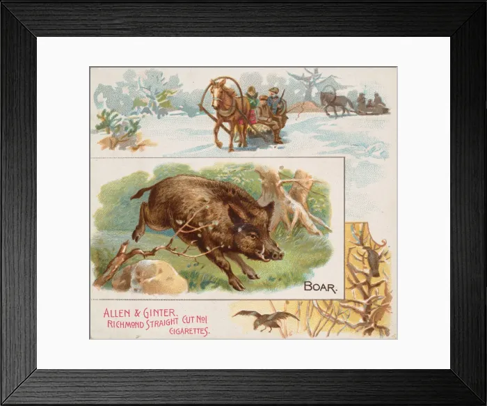 Framed Print : Boar, from Quadrupeds series (N41) for Allen & Ginter Cigarettes, 1890 Framed Print : Boar, from Quadrupeds series (N41) for Allen & Ginter Cigarettes, 1890