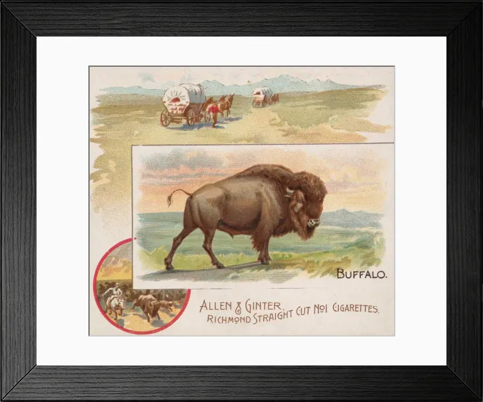 Framed Print : Buffalo, from Quadrupeds series (N41) for Allen & Ginter Cigarettes, 1890 Framed Print : Buffalo, from Quadrupeds series (N41) for Allen & Ginter Cigarettes, 1890