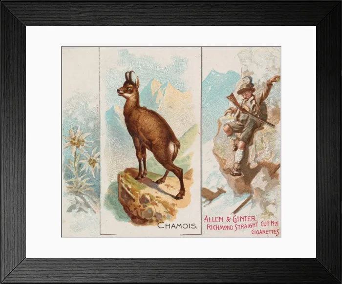 Framed Print : Chamois, from Quadrupeds series (N41) for Allen & Ginter Cigarettes, 1890 Framed Print : Chamois, from Quadrupeds series (N41) for Allen & Ginter Cigarettes, 1890