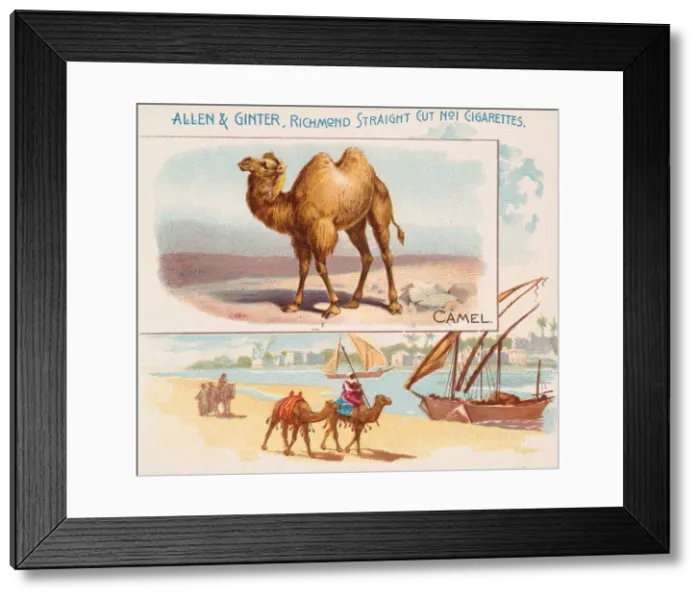 Framed Print : Camel, from Quadrupeds series (N41) for Allen & Ginter Cigarettes, 1890 Framed Print : Camel, from Quadrupeds series (N41) for Allen & Ginter Cigarettes, 1890