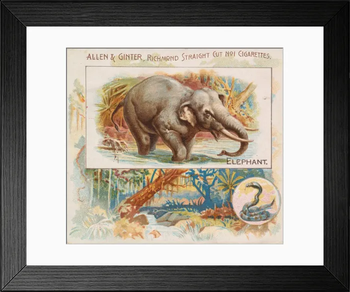 Framed Print : Elephant, from Quadrupeds series (N41) for Allen & Ginter Cigarettes, 1890 Framed Print : Elephant, from Quadrupeds series (N41) for Allen & Ginter Cigarettes, 1890