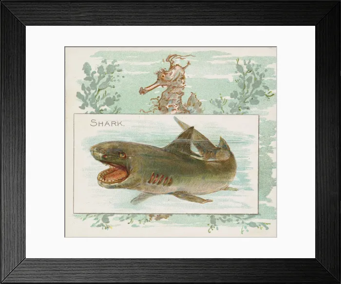 Framed Print : Shark, from Fish from American Waters series (N39) for Allen & Ginter Cigarettes Framed Print : Shark, from Fish from American Waters series (N39) for Allen & Ginter Cigarettes