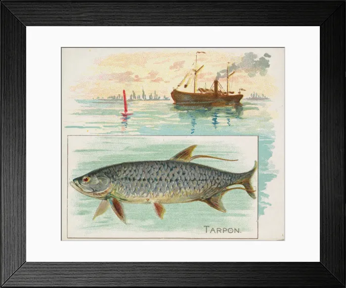 Framed Print : Tarpon, from Fish from American Waters series (N39) for Allen & Ginter Cigarettes Framed Print : Tarpon, from Fish from American Waters series (N39) for Allen & Ginter Cigarettes