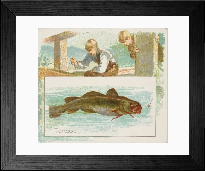 Framed Print : Tomcod, from Fish from American Waters series (N39) for Allen & Ginter Cigarettes Framed Print : Tomcod, from Fish from American Waters series (N39) for Allen & Ginter Cigarettes