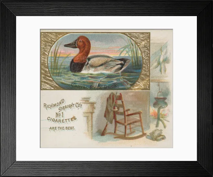 Framed Print : Canvas-Back Duck, from the Game Birds series (N40) for Allen & Ginter Cigarettes Framed Print : Canvas-Back Duck, from the Game Birds series (N40) for Allen & Ginter Cigarettes