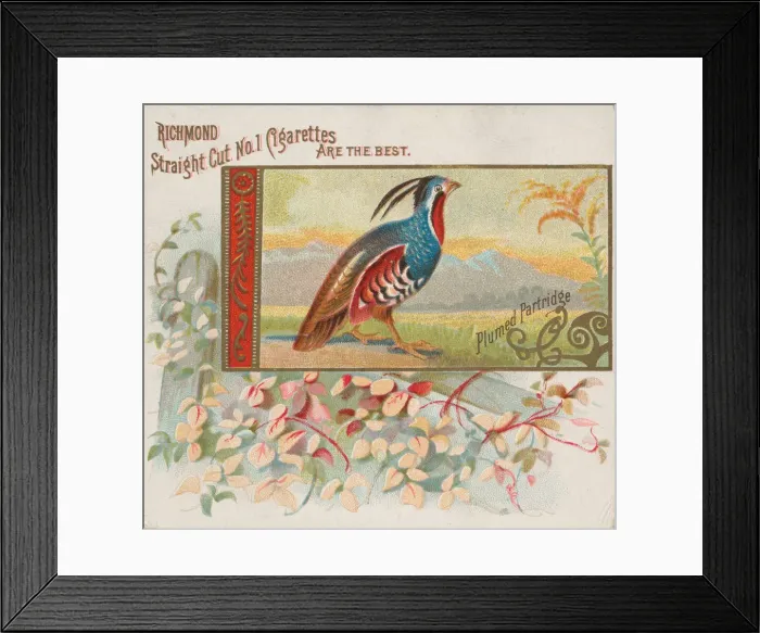 Framed Print : Plumed Partridge, from the Game Birds series (N40) for Allen & Ginter Cigarettes Framed Print : Plumed Partridge, from the Game Birds series (N40) for Allen & Ginter Cigarettes