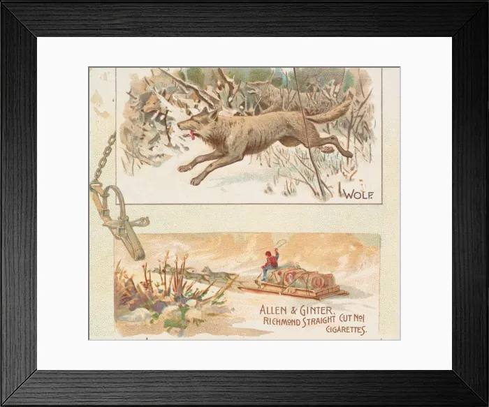 Framed Print : Wolf, from Quadrupeds series (N41) for Allen & Ginter Cigarettes, 1890 Framed Print : Wolf, from Quadrupeds series (N41) for Allen & Ginter Cigarettes, 1890