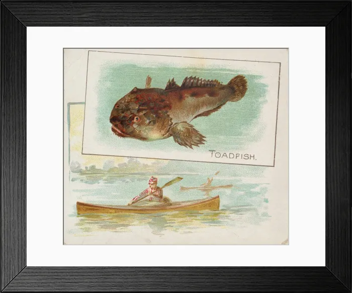 Framed Print : Toadfish, from Fish from American Waters series (N39) for Allen & Ginter Cigarettes Framed Print : Toadfish, from Fish from American Waters series (N39) for Allen & Ginter Cigarettes
