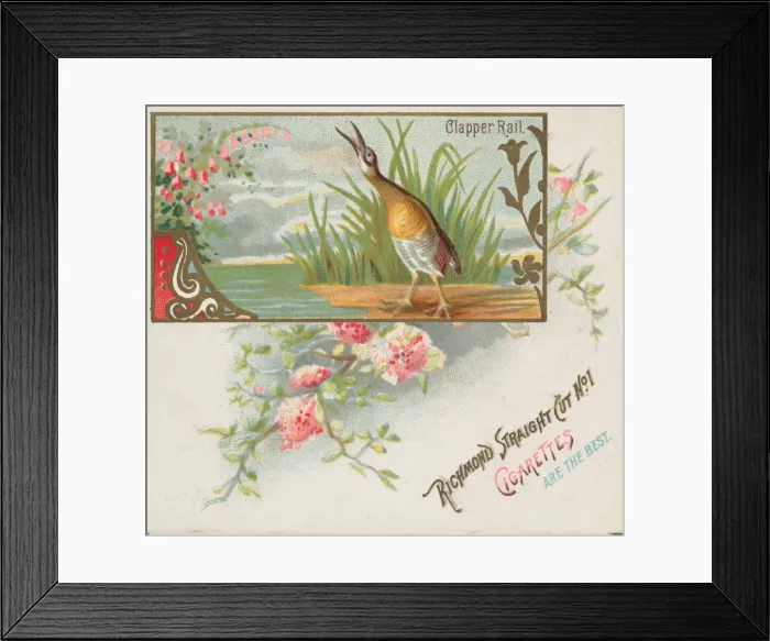 Framed Print : Clapper Rail, from the Game Birds series (N40) for Allen & Ginter Cigarettes, 1888-90 Framed Print : Clapper Rail, from the Game Birds series (N40) for Allen & Ginter Cigarettes, 1888-90