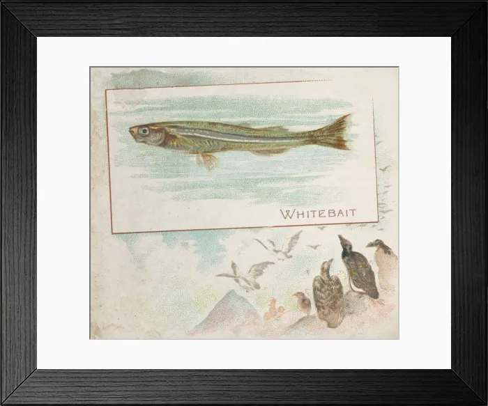 Framed Print : Whitebait, from Fish from American Waters series (N39) for Allen & Ginter Cigarettes Framed Print : Whitebait, from Fish from American Waters series (N39) for Allen & Ginter Cigarettes
