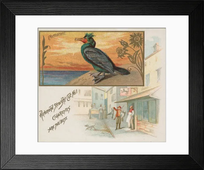 Framed Print : Cormorant, from the Game Birds series (N40) for Allen & Ginter Cigarettes, 1888-90 Framed Print : Cormorant, from the Game Birds series (N40) for Allen & Ginter Cigarettes, 1888-90