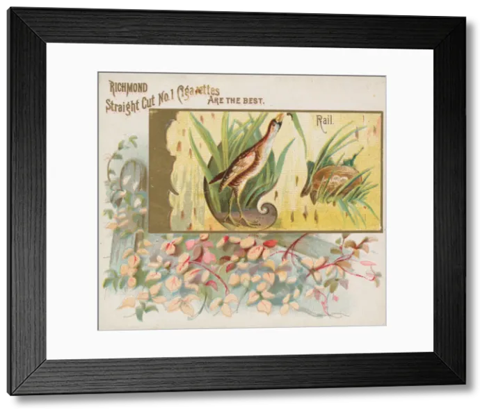 Framed Print : Rail, from the Game Birds series (N40) for Allen & Ginter Cigarettes, 1888-90 Framed Print : Rail, from the Game Birds series (N40) for Allen & Ginter Cigarettes, 1888-90