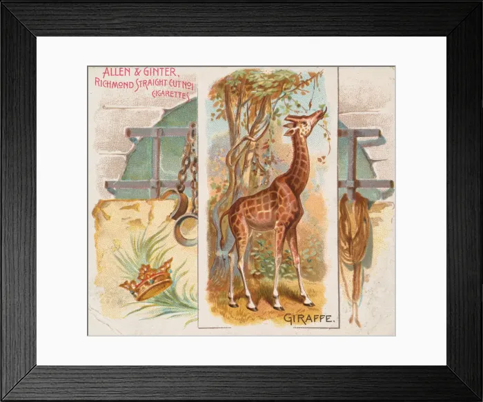 Framed Print : Giraffe, from Quadrupeds series (N41) for Allen & Ginter Cigarettes, 1890 Framed Print : Giraffe, from Quadrupeds series (N41) for Allen & Ginter Cigarettes, 1890